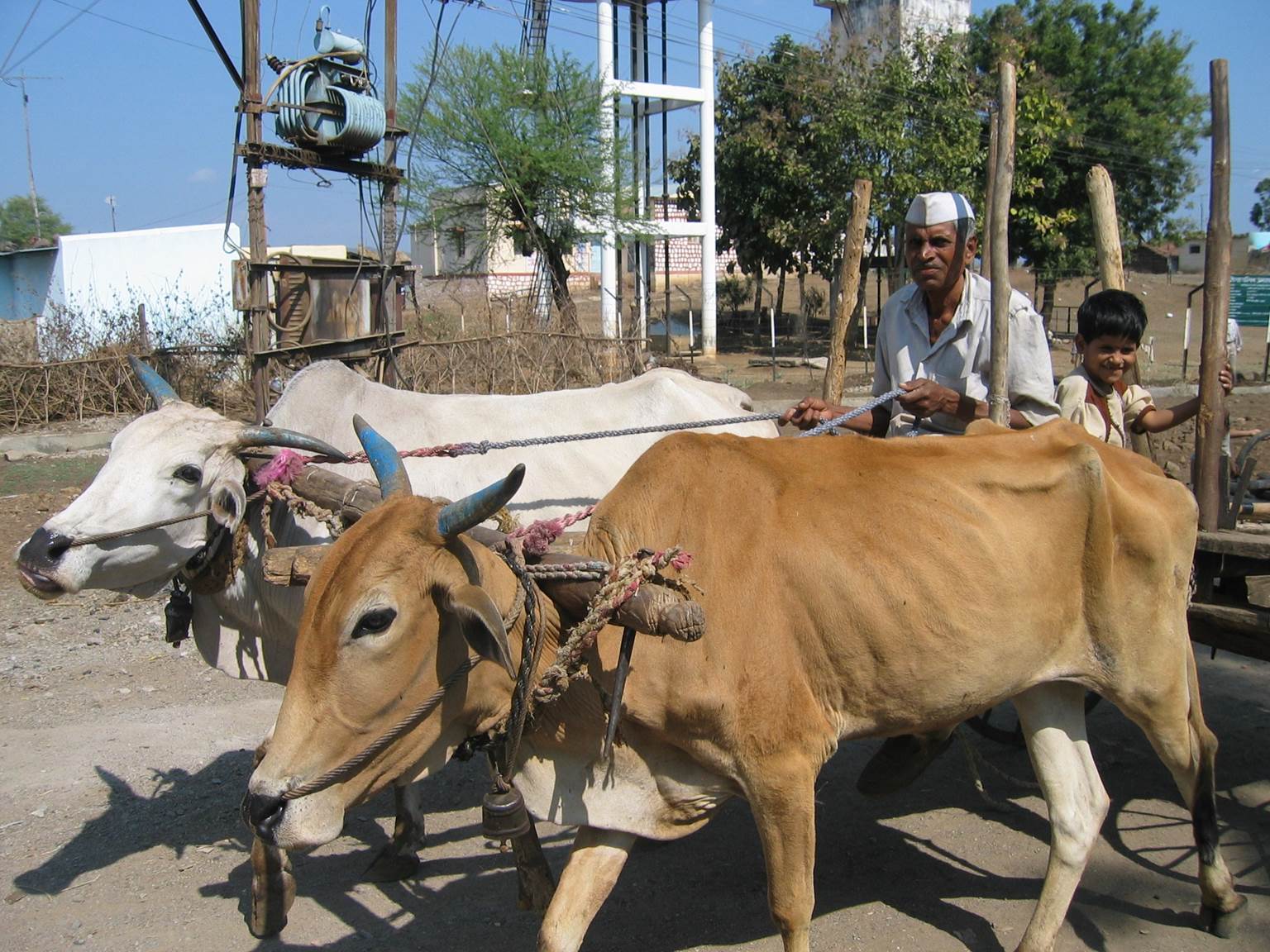 koeien in India als trekdieren