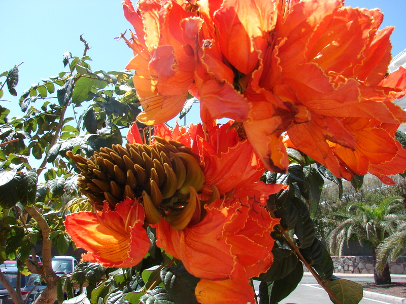 Hibiscus Gran Canaria