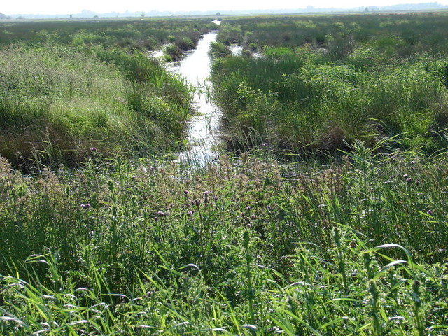 wetlands Zuidlaardermeer