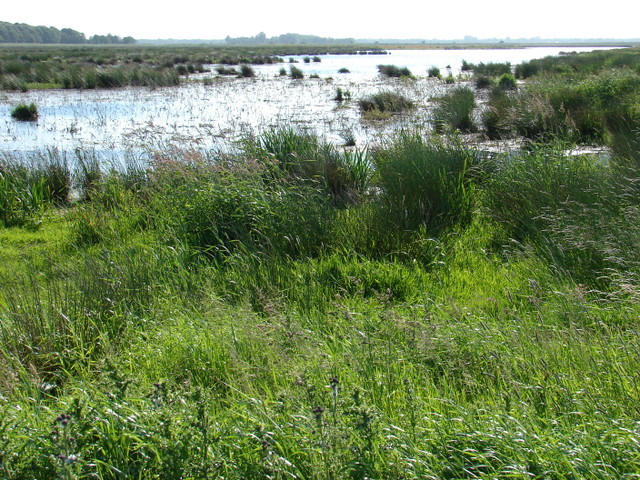 wetlands Zuidlaardermeer