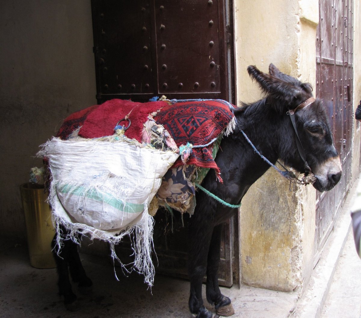 Marokko ezel