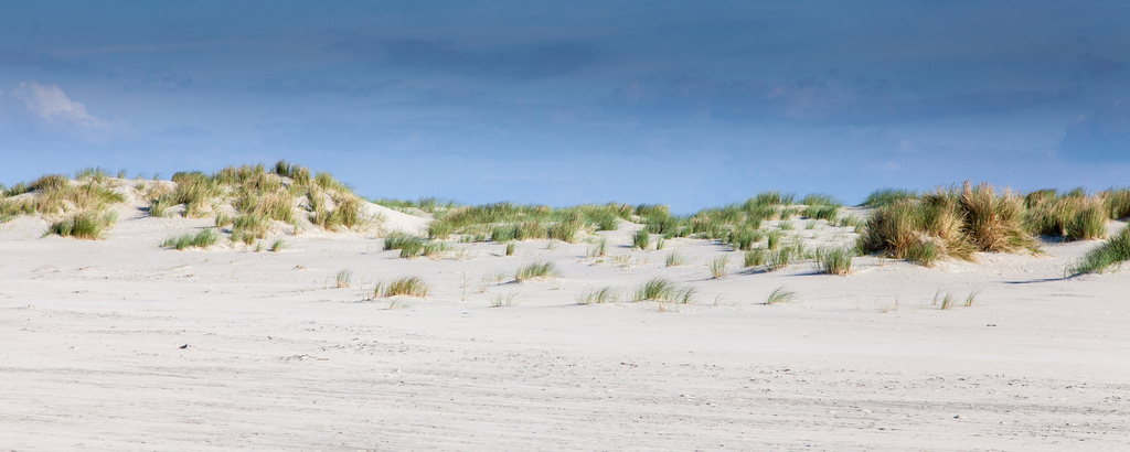 de duinen van  Schiermonnikoog