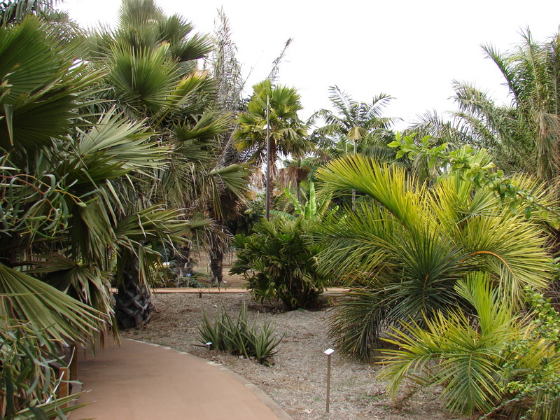 Santa Cruz Palmetum